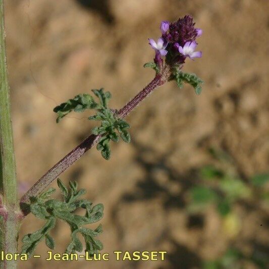 Verbena supina autre