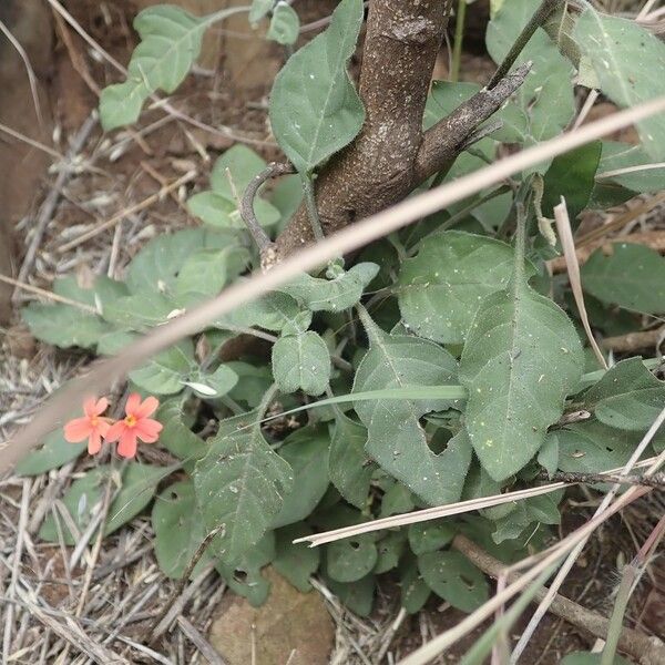 Crossandra massaica Habitat