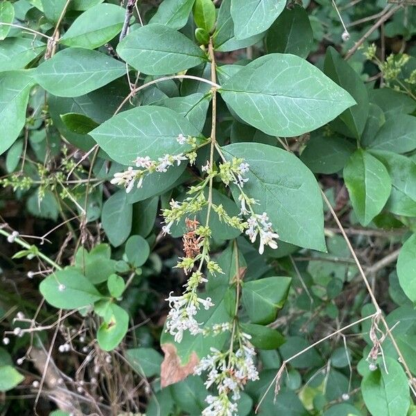 Ligustrum ovalifolium Habitus