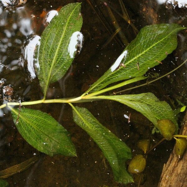 Potamogeton lucens Fuelha