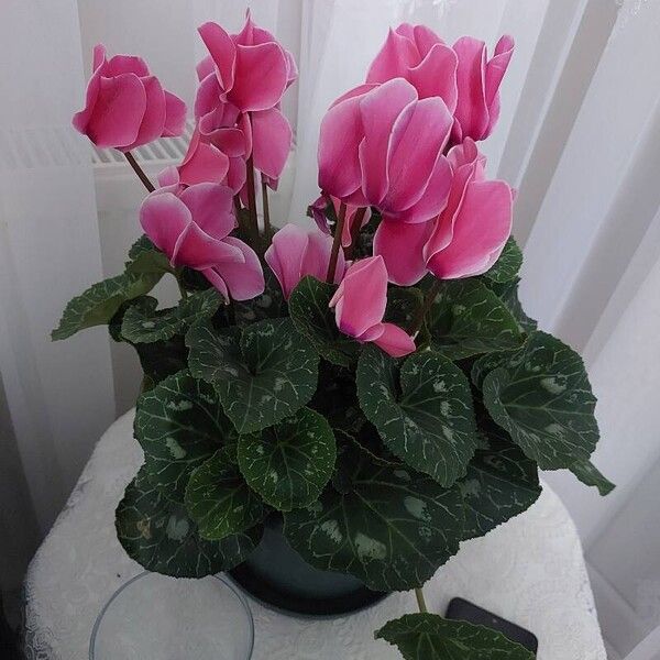 Cyclamen purpurascens Flor