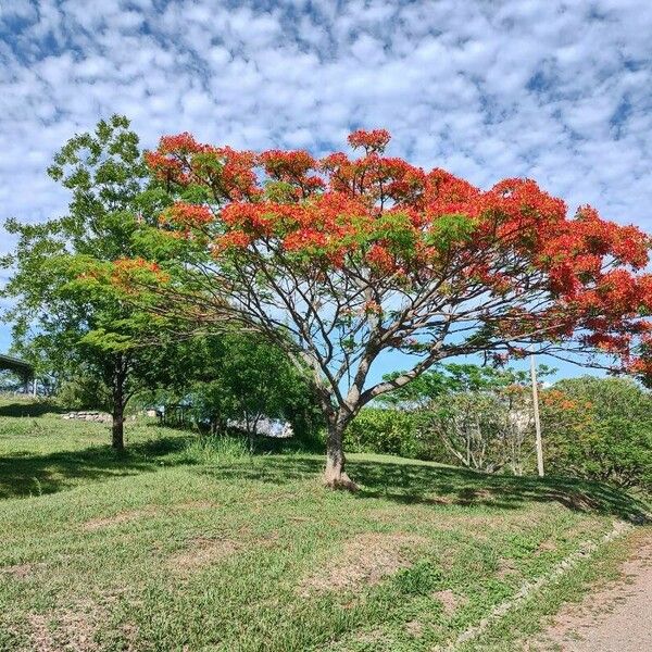 Delonix regia Cvet