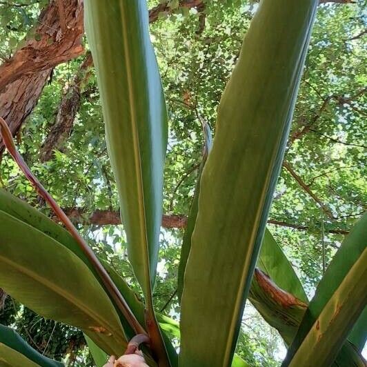 Alpinia zerumbet Foglia