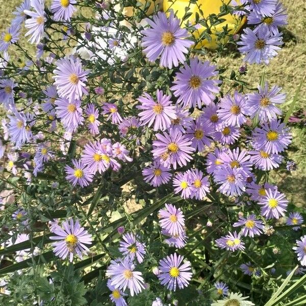 Aster alpinus Цвят