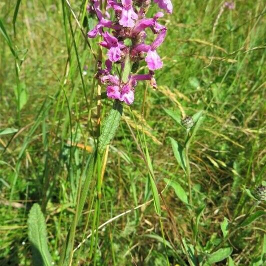 Stachys pradica Flower