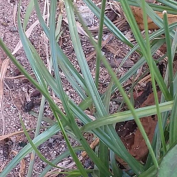 Cyperus rotundus Blatt