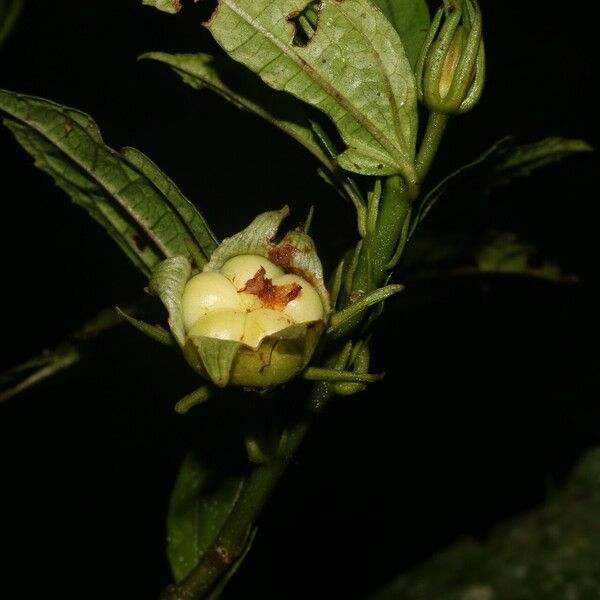 Malvaviscus arboreus Gyümölcs