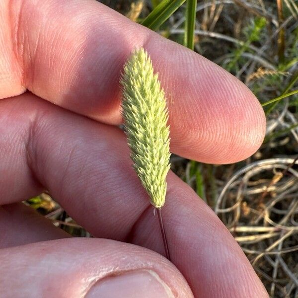 Phleum arenarium 花