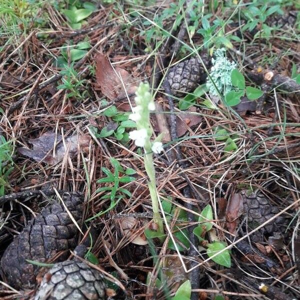 Goodyera repens Žiedas