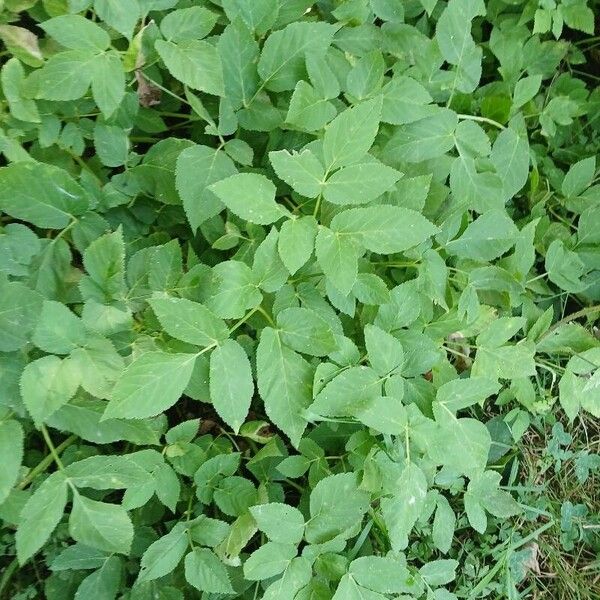 Aegopodium podagraria Blatt