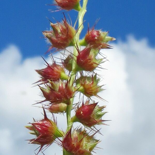 Cenchrus echinatus Цветок