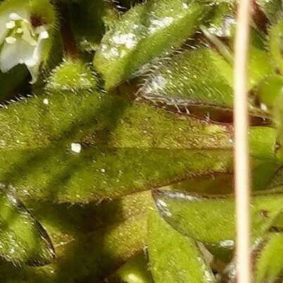 Cerastium diffusum Leaf