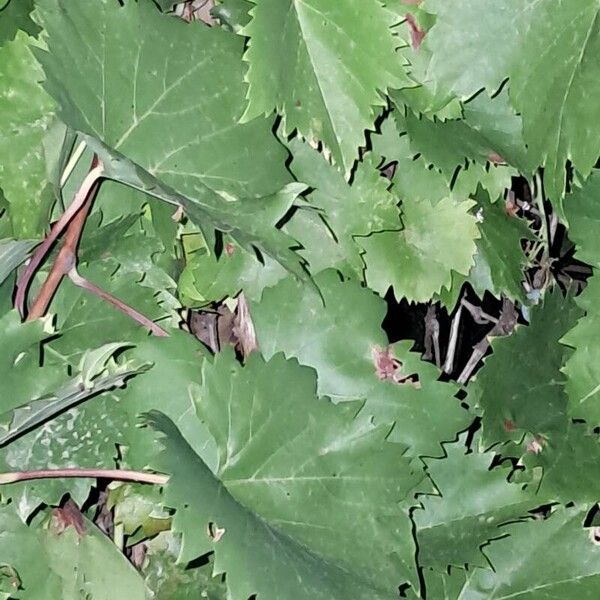 Vitis rotundifolia Листок