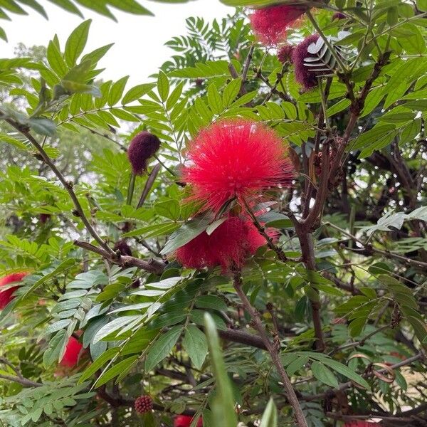 Calliandra haematocephala Flower