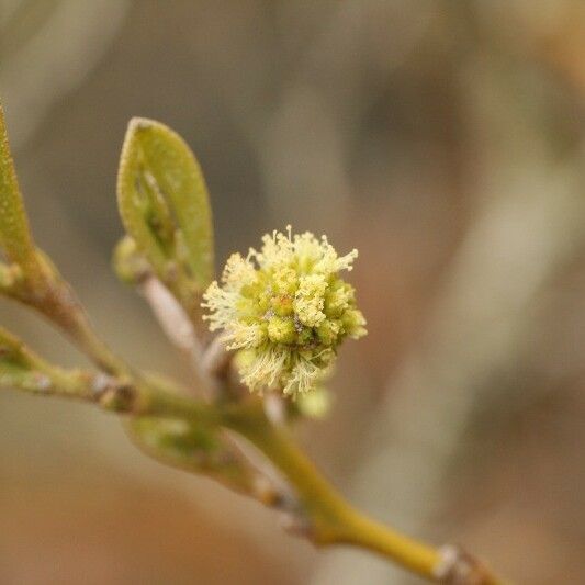 Acacia heterophylla Flors