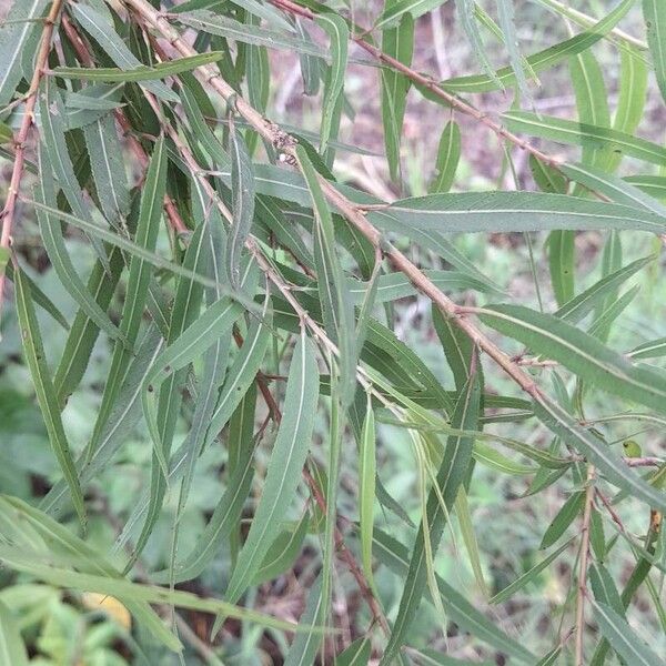 Salix humboldtiana Leaf