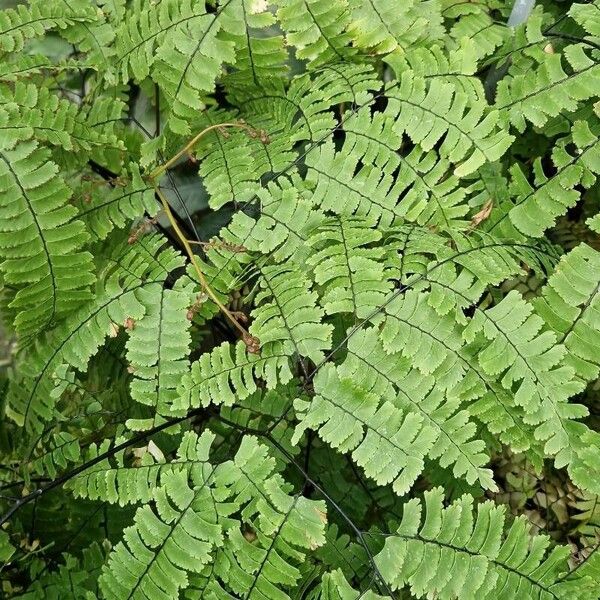 Adiantum pedatum Blatt