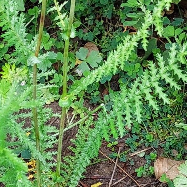 Filipendula vulgaris 叶