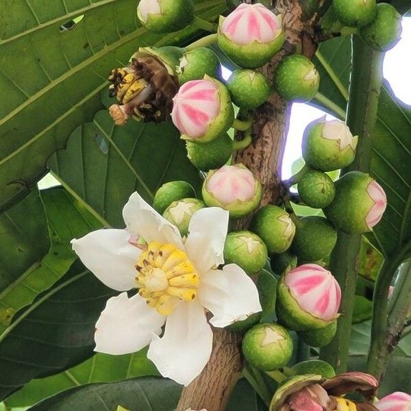 Bellucia pentamera Flor