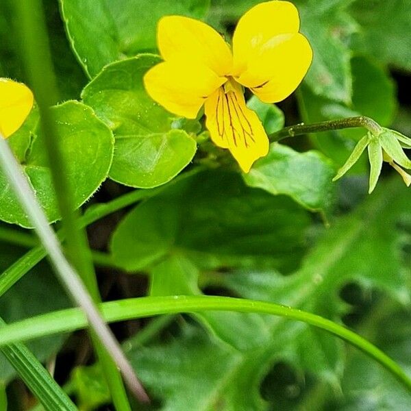 Viola biflora Lorea