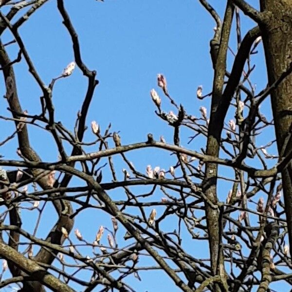 Amelanchier × lamarckii ശീലം