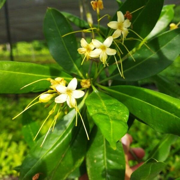 Pittosporum undulatum Flor