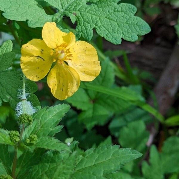 Stylophorum diphyllum Blüte