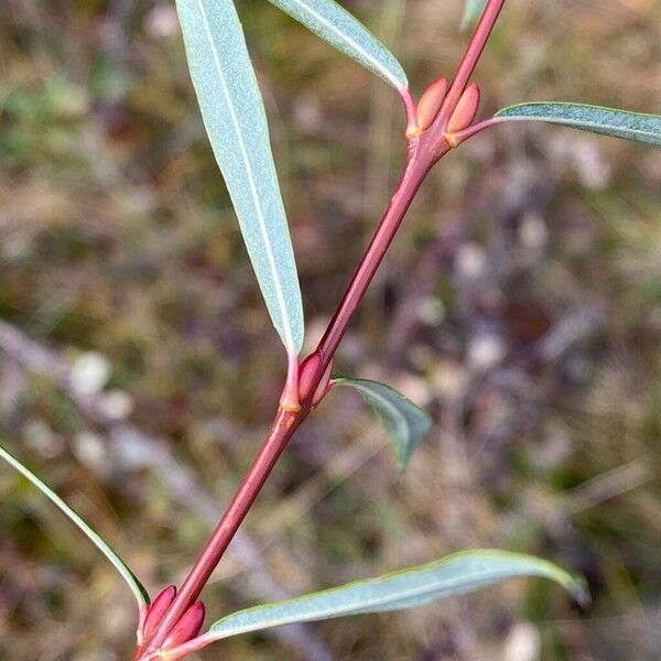 Salix purpurea Лист