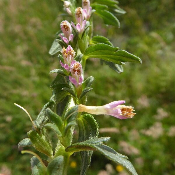 Odontites vernus পাতা