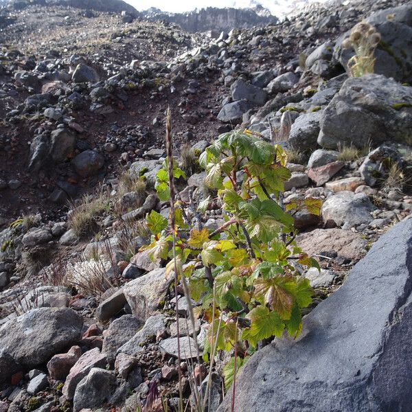 Ribes ciliatum
