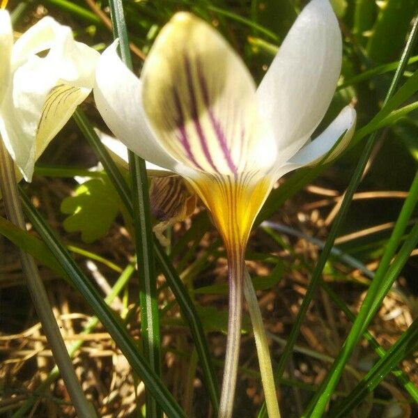 Crocus biflorus Floare