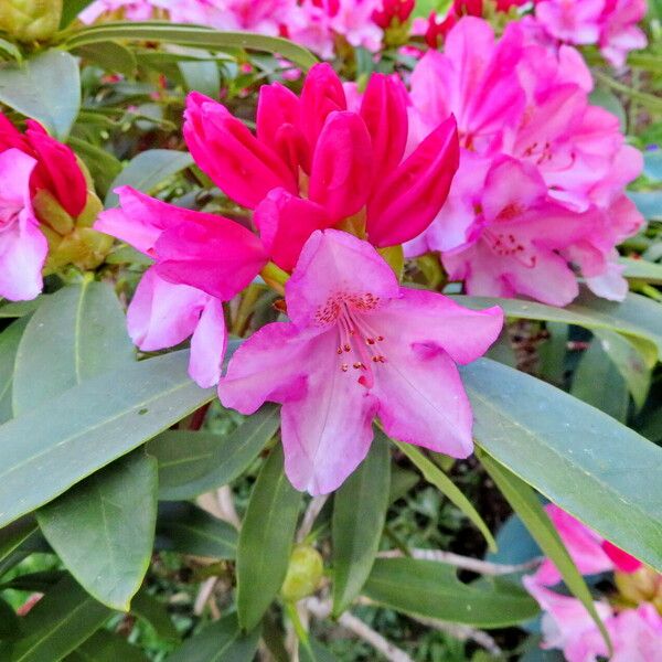 Rhododendron ferrugineum Floare