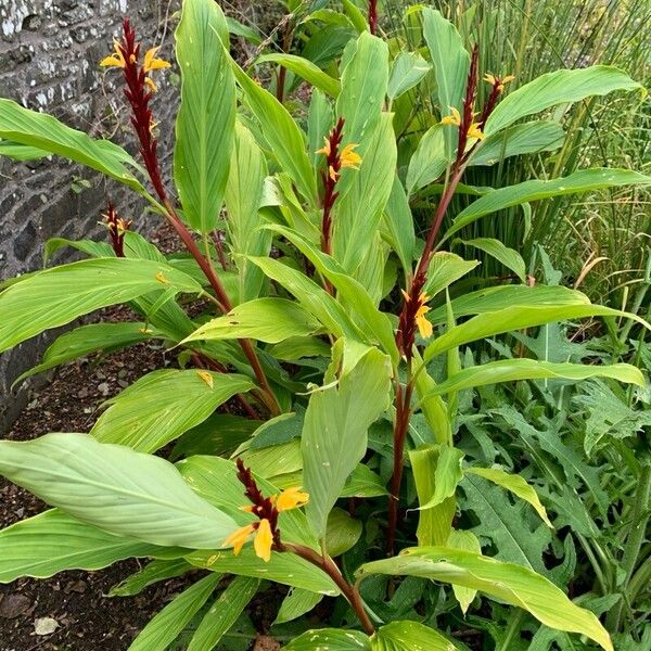 Cautleya spicata Blomst