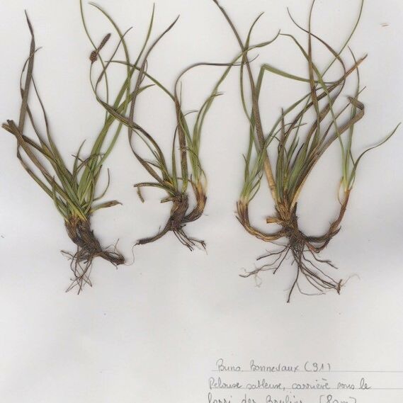 Carex ericetorum Агульны выгляд