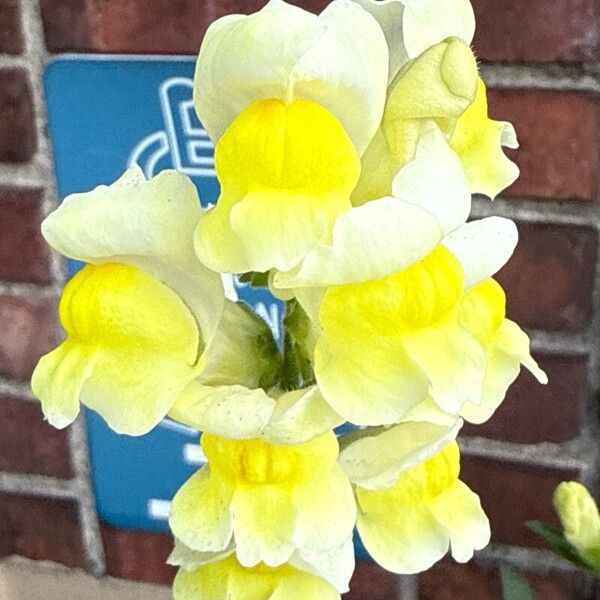 Antirrhinum latifolium 花