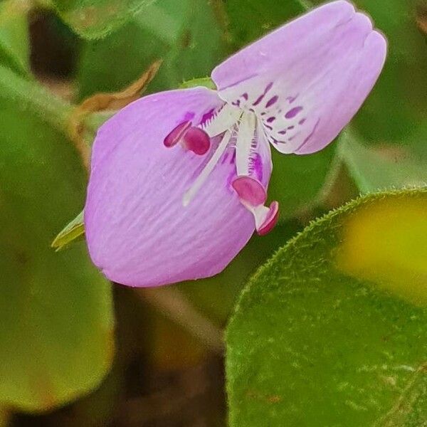 Dicliptera napierae Kukka