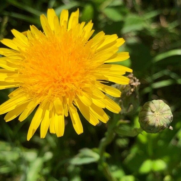 Sonchus maritimus Folha