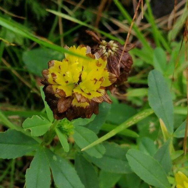 Trifolium badium Blüte