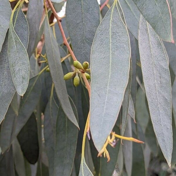 Eucalyptus tereticornis Blad