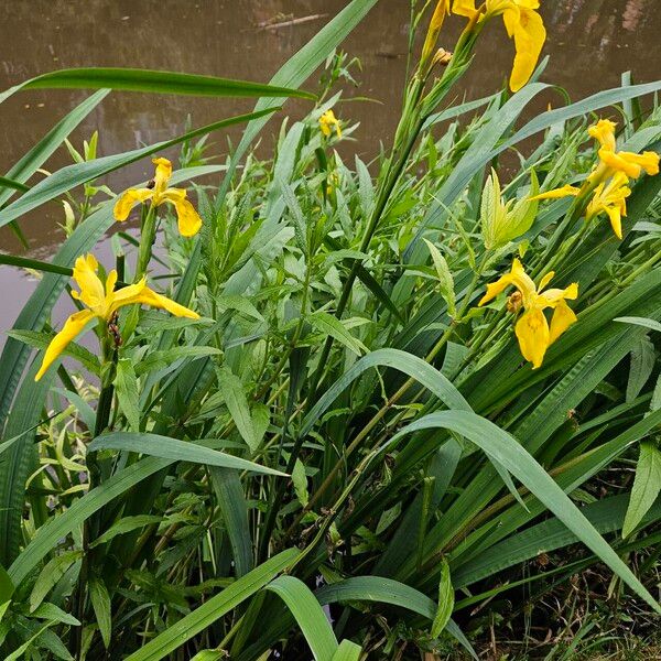 Iris pseudacorus Pokrój