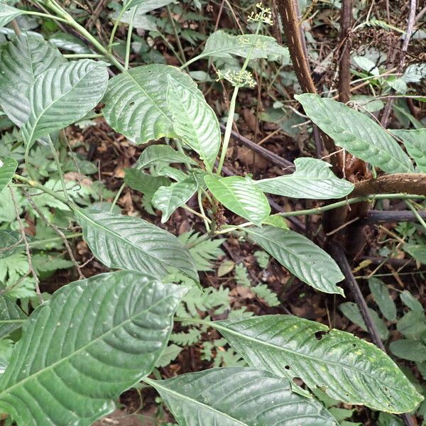 Psychotria darwiniana Habit