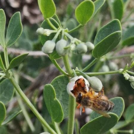 Zygophyllum fabago Flower