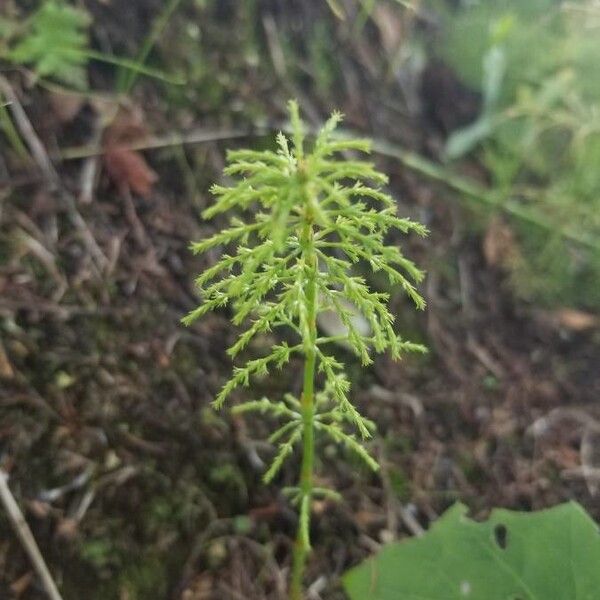 Equisetum sylvaticum Folha