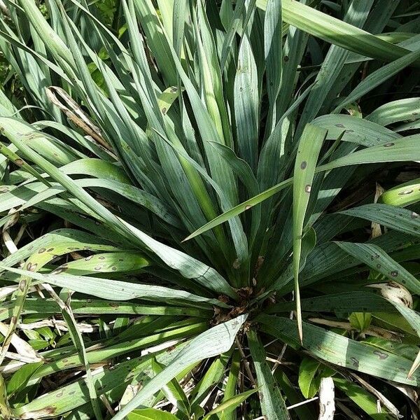 Yucca gloriosa Feuille