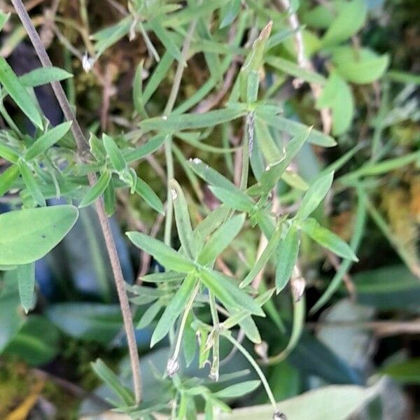 Arenaria lanuginosa Leaf