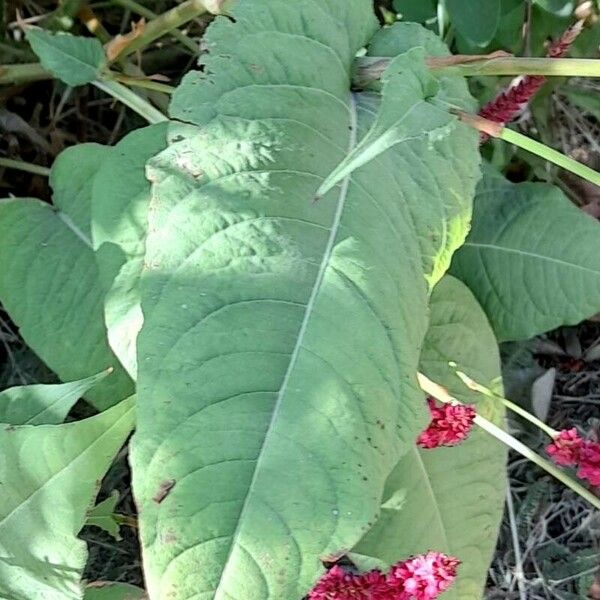 Persicaria orientalis Foglia