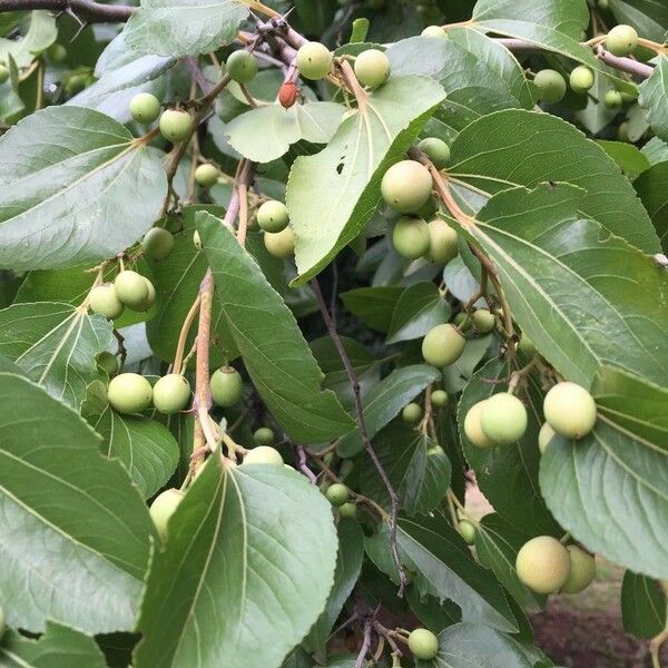 Ziziphus mucronata Fruit