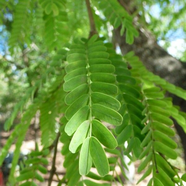 Tamarindus indica Levél