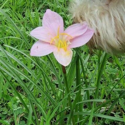 Zephyranthes carinata Flower