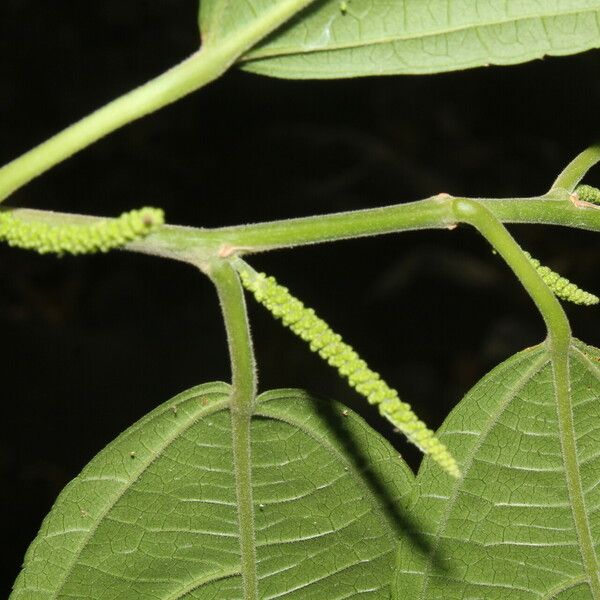 Acalypha diversifolia Frunză